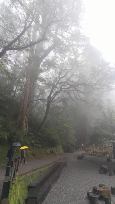 拉拉山國家森林遊樂區巨木照片(林業保育署新竹分署提供) 